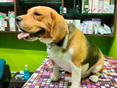 Best Vet Clinic in Ranchi – Dr. Varsha Beck