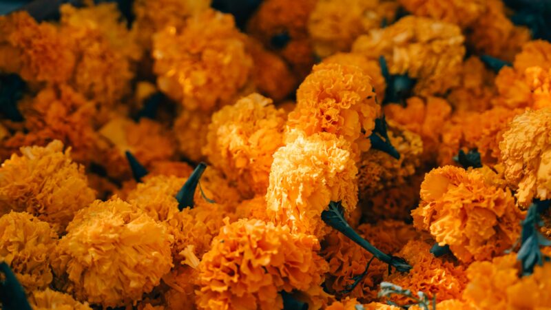 pexels-g-n-403098-27809239