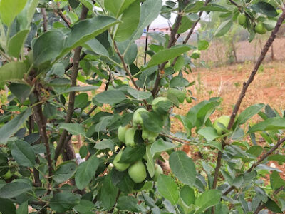 TRIBAL NURSERY :GREEN HEART NURSERY