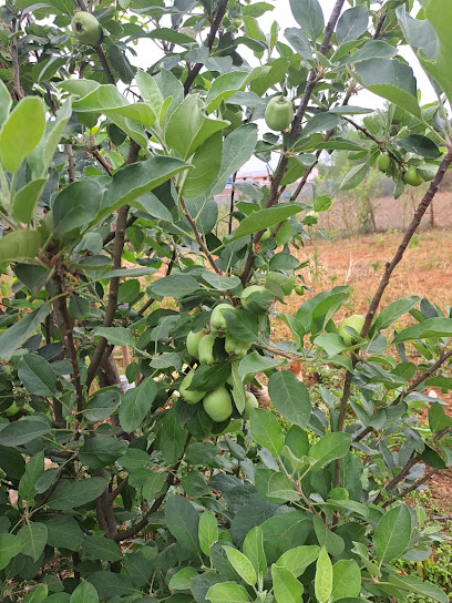 TRIBAL NURSERY :GREEN HEART NURSERY