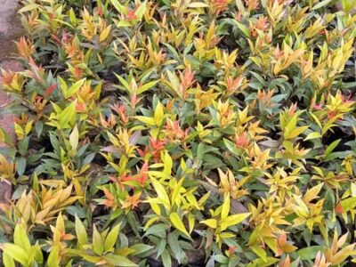 Eco-Friendly Plants in Dumka – Visit!