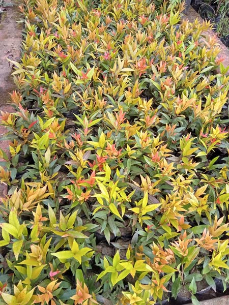 Eco-Friendly Plants in Dumka – Visit!