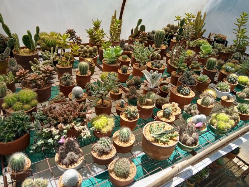 Eco-Friendly Plants in Dumka – Visit!