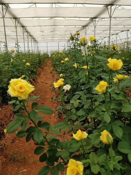 Rose Plantation in Ranchi – Contact Now!