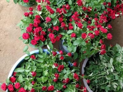Rose Plantation in Ranchi – Contact Now!
