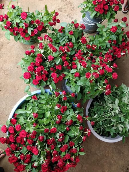 Rose Plantation in Ranchi – Contact Now!