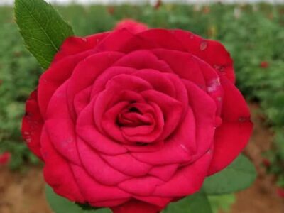Rose Plantation in Ranchi – Contact Now!