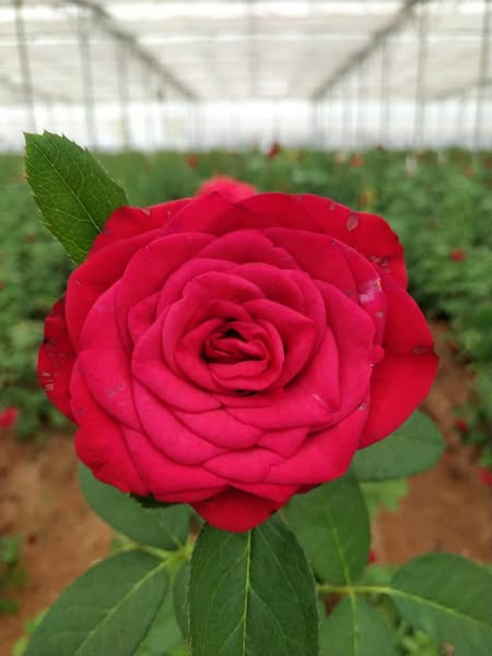 Rose Plantation in Ranchi – Contact Now!