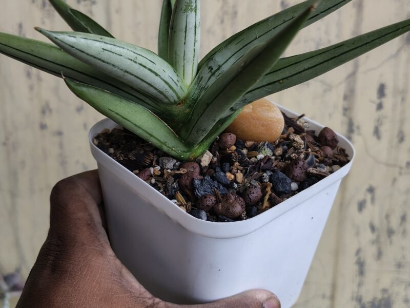 Exotic cacti and other plants