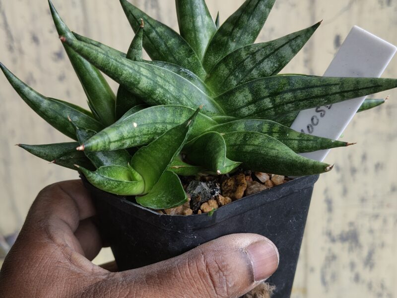 Exotic cacti and other plants