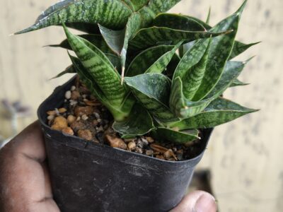 Exotic cacti and other plants