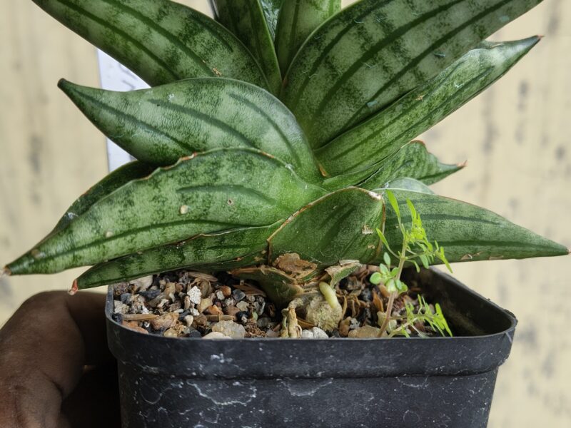 Exotic cacti and other plants