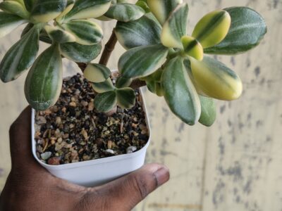 Exotic cacti and other plants