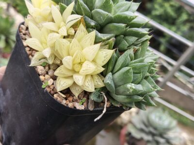 Exotic cacti and other plants