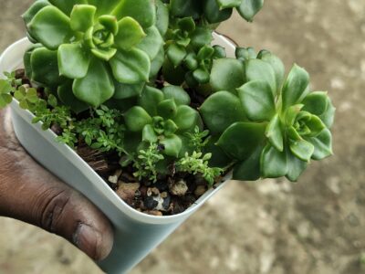 Exotic cacti and other plants