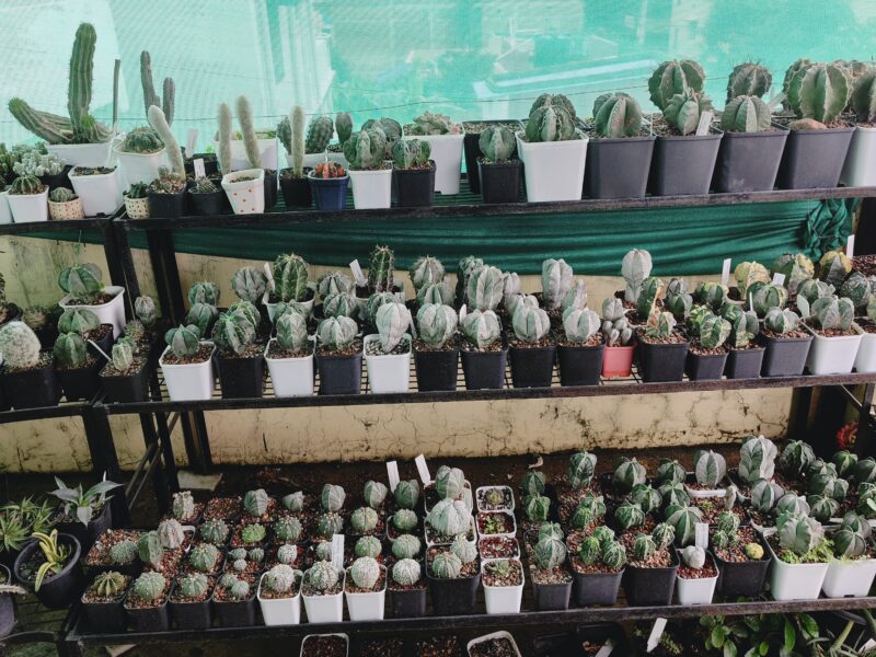 Exotic cacti and other plants