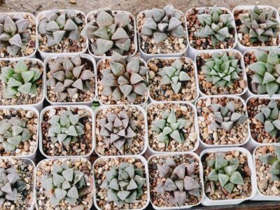 Exotic cacti and other plants