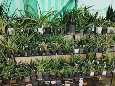 Exotic cacti and other plants