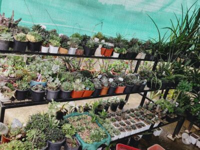 Exotic cacti and other plants