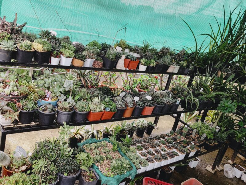 Exotic cacti and other plants